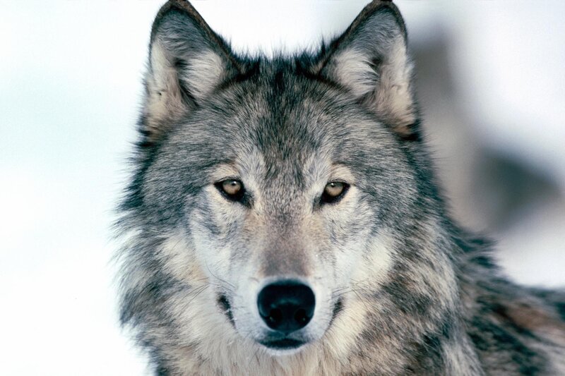 Close-up of a gray wolf