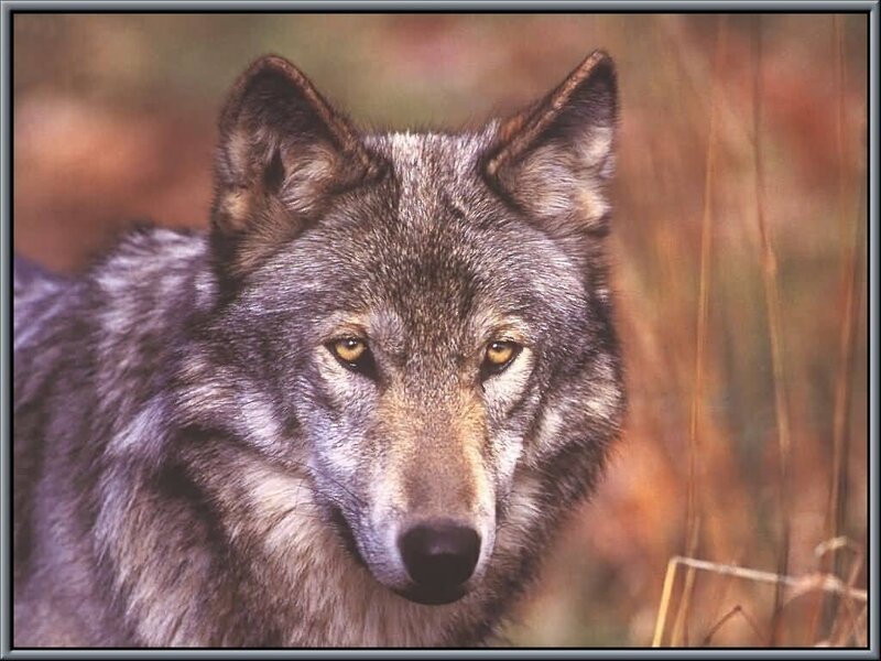 close-up of a gray wolf