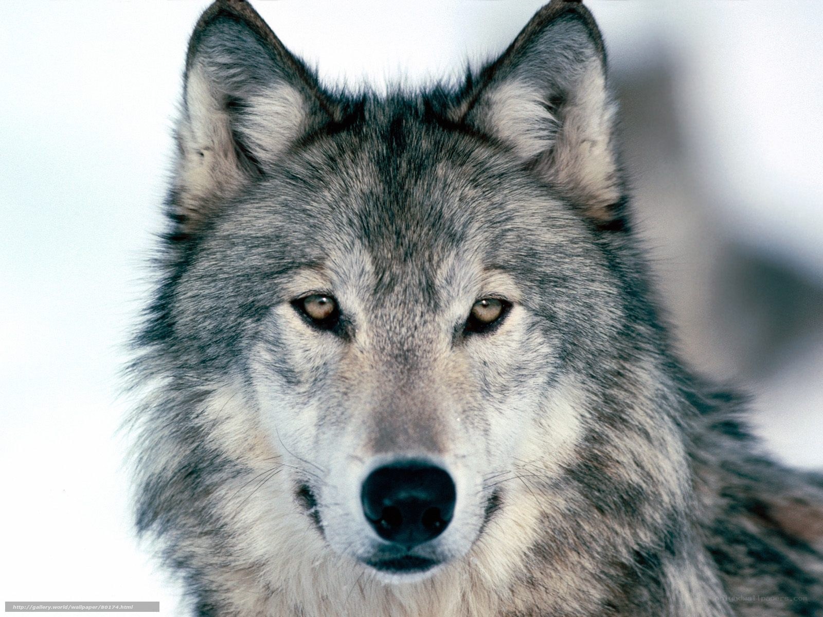 Close-up of a gray wolf