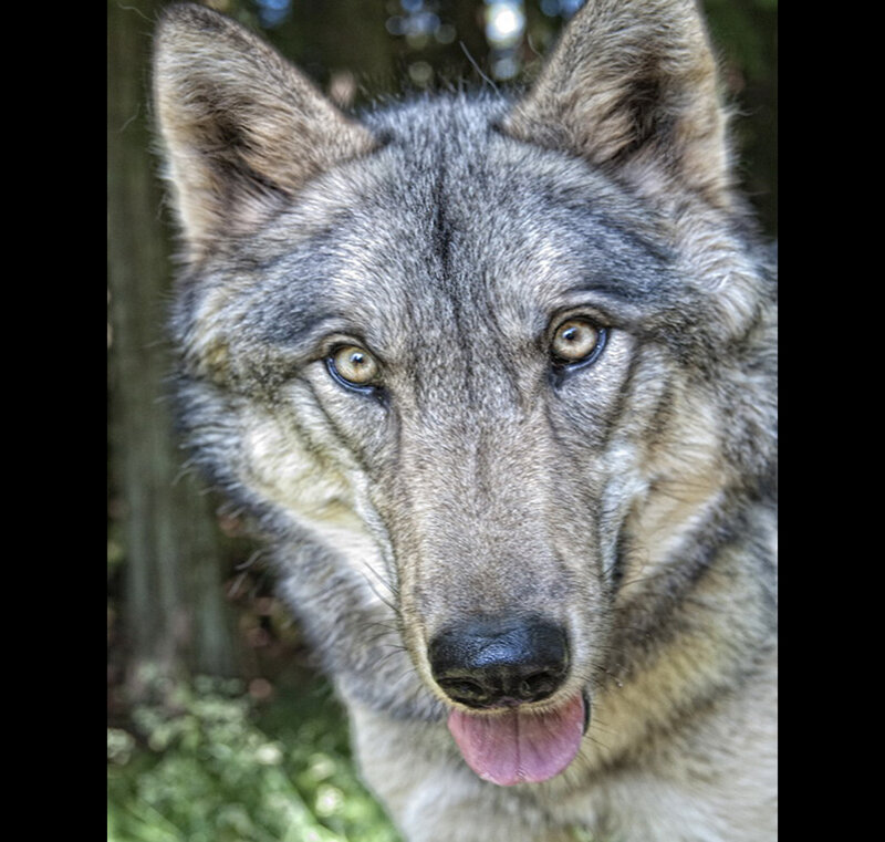 Close-up of a gray wolf