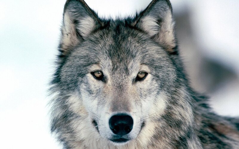 Close-up of a gray wolf