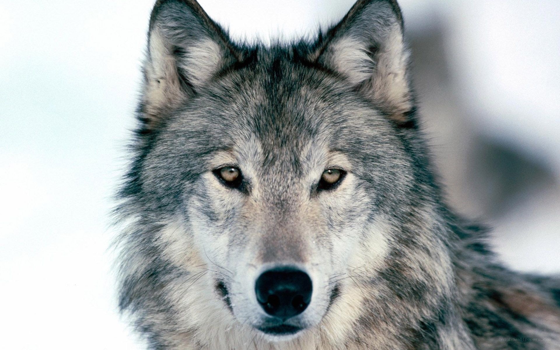 Close-up of a gray wolf