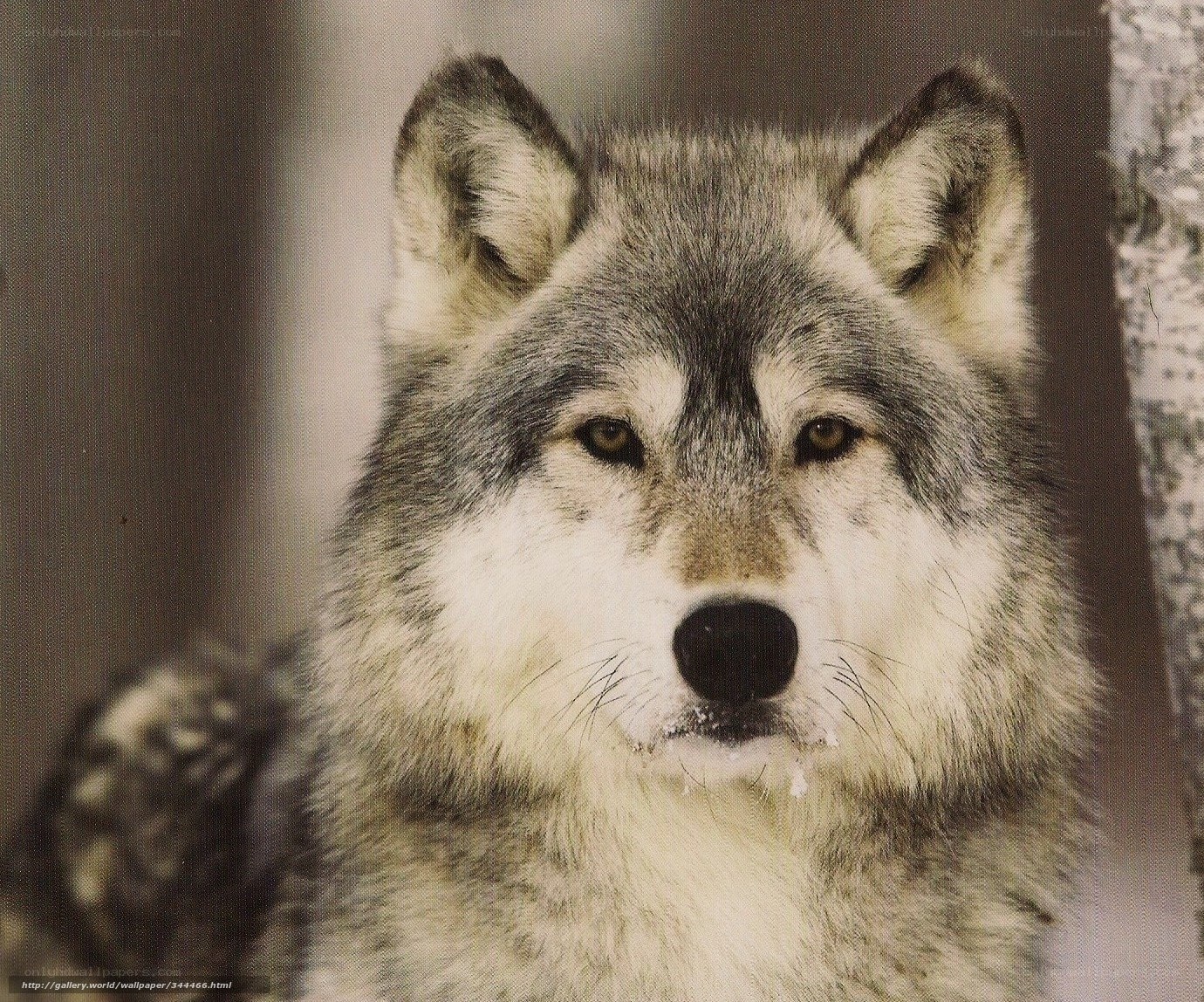 Close-up of a gray wolf