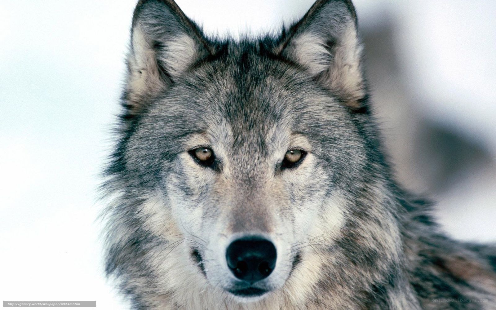 Close-up of a gray wolf