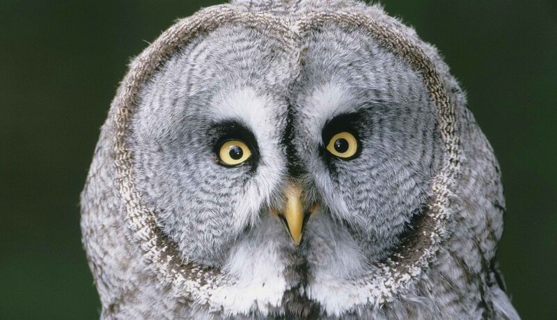 close-up of a great grey owl