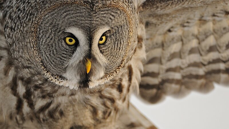 Close-up of a great grey owl