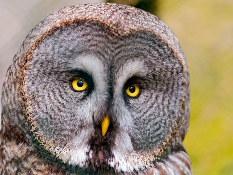 Close-up of a great grey owl