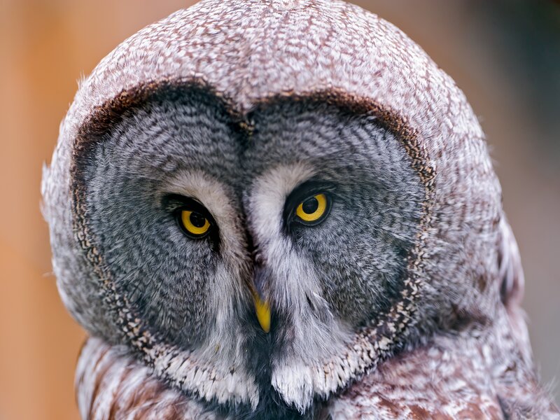 close-up of a great grey owl