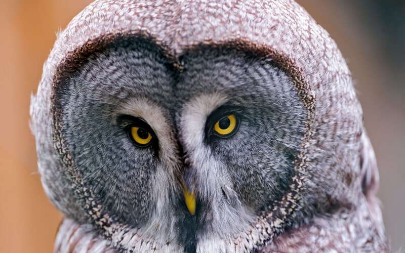 close-up of a great grey owl
