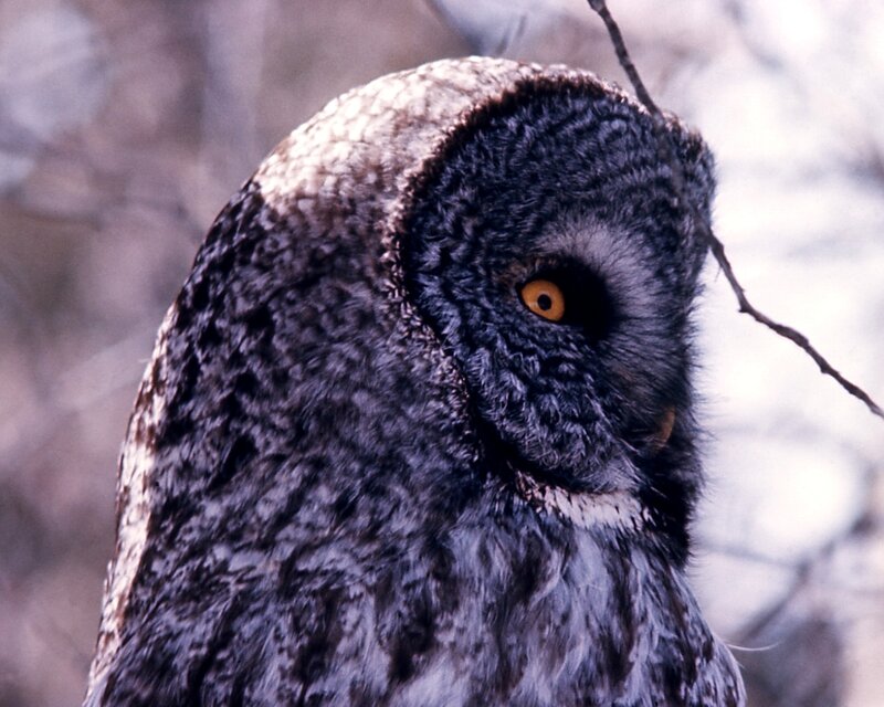 close-up of a great grey owl