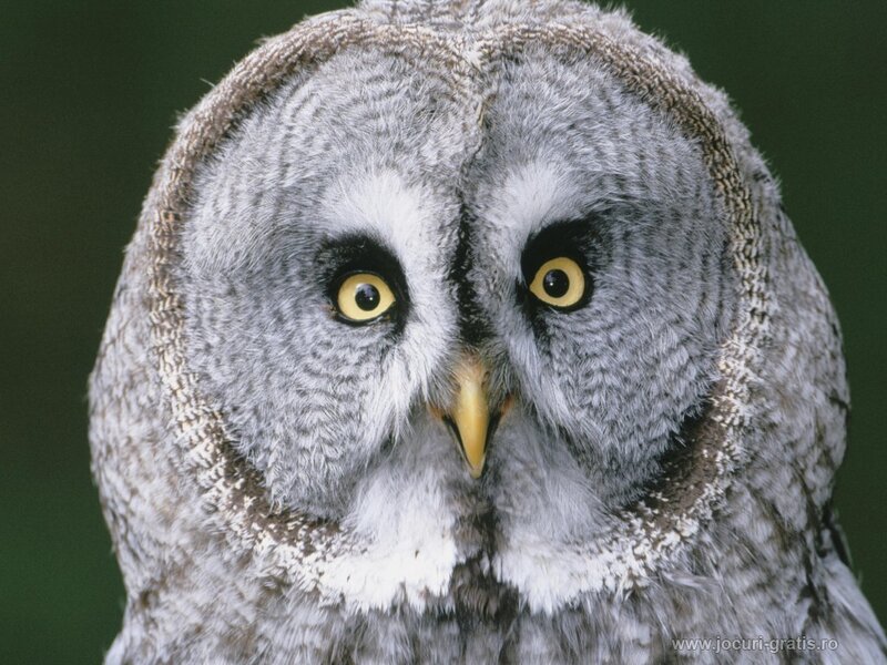 Close-up of a great grey owl