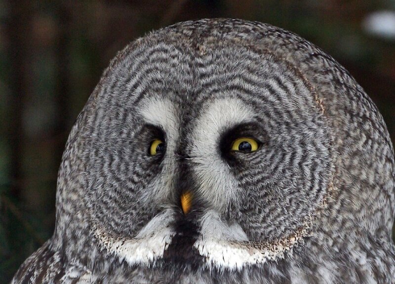 close-up of a great grey owl
