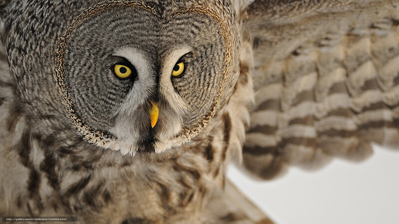 Close-up of a great grey owl
