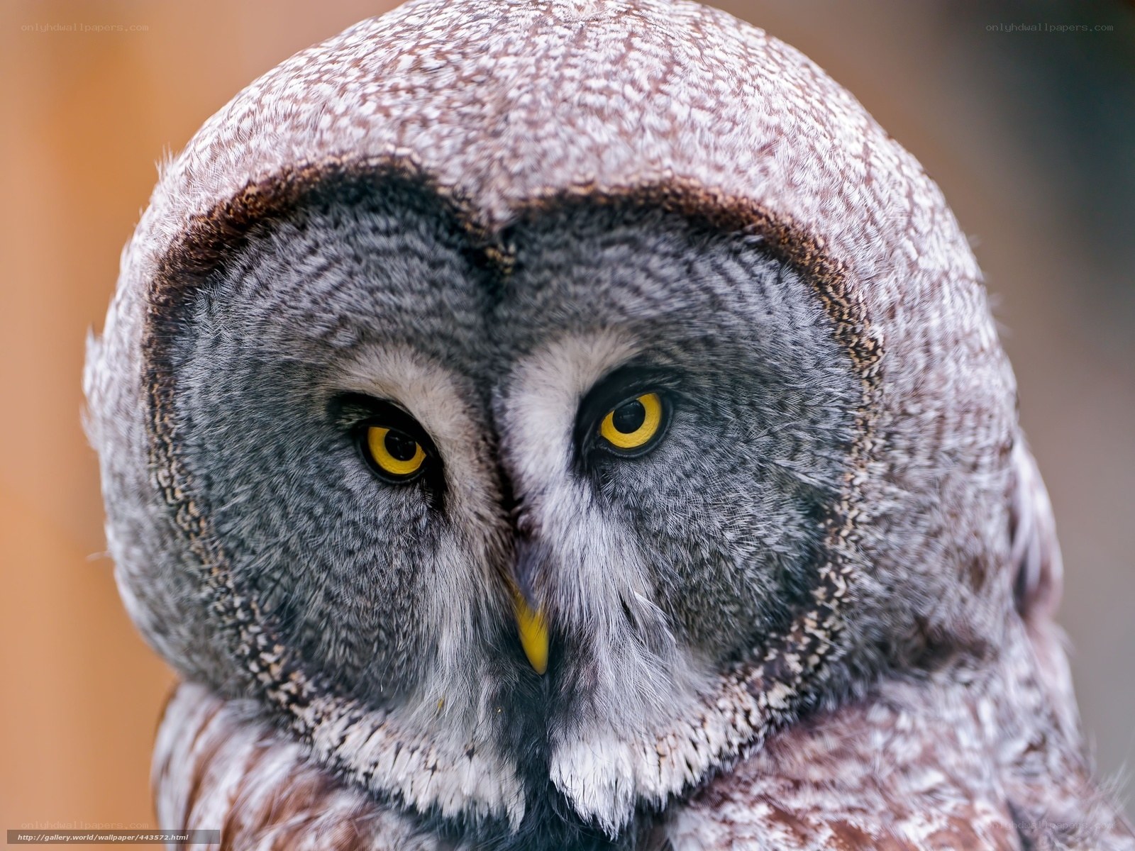 Close-up of a great grey owl