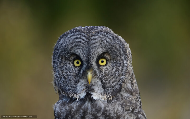 Close-up of a great grey owl