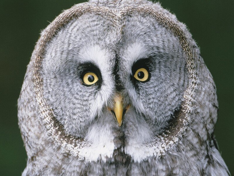 Close-up of a great grey owl