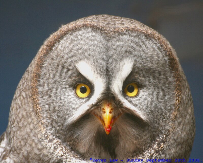 Close-up of a great grey owl