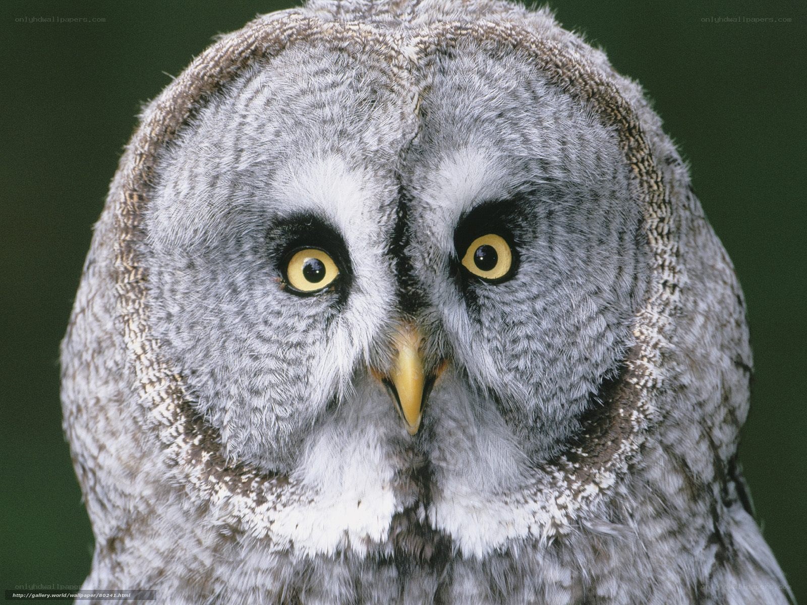 close-up of a great grey owl