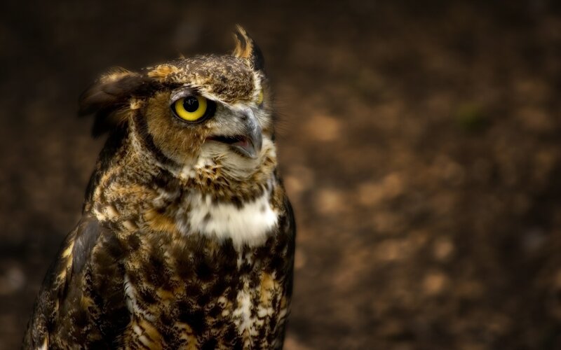 Close-up of a great horned owl