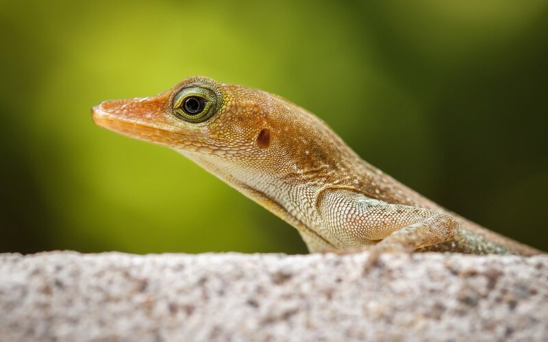 Close-up of a green anole lizard