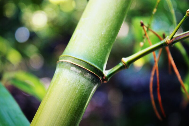 Close-up of a green bamboo stalk