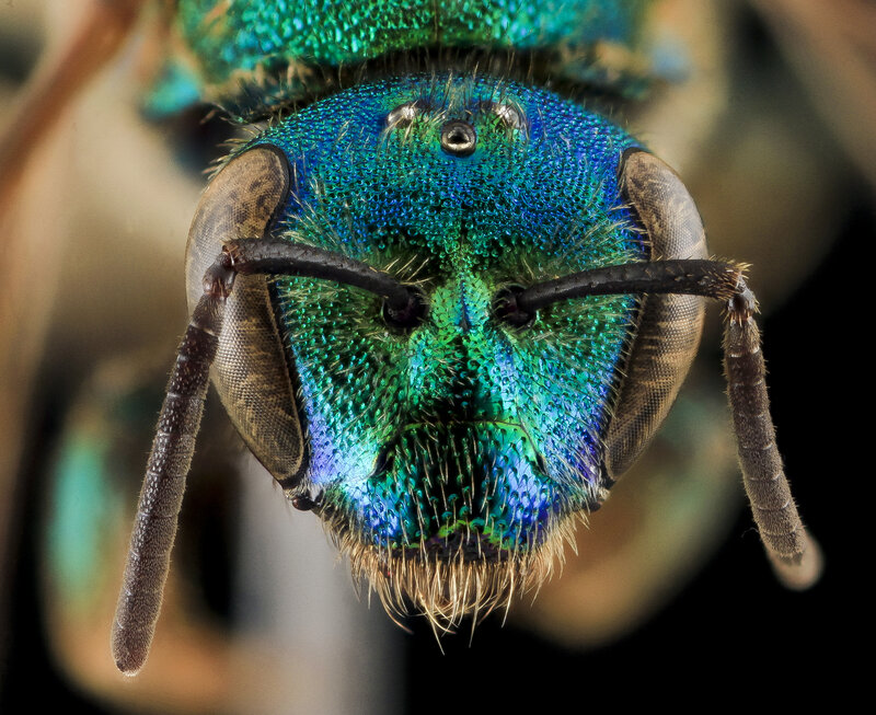Close-up of a Green Bee