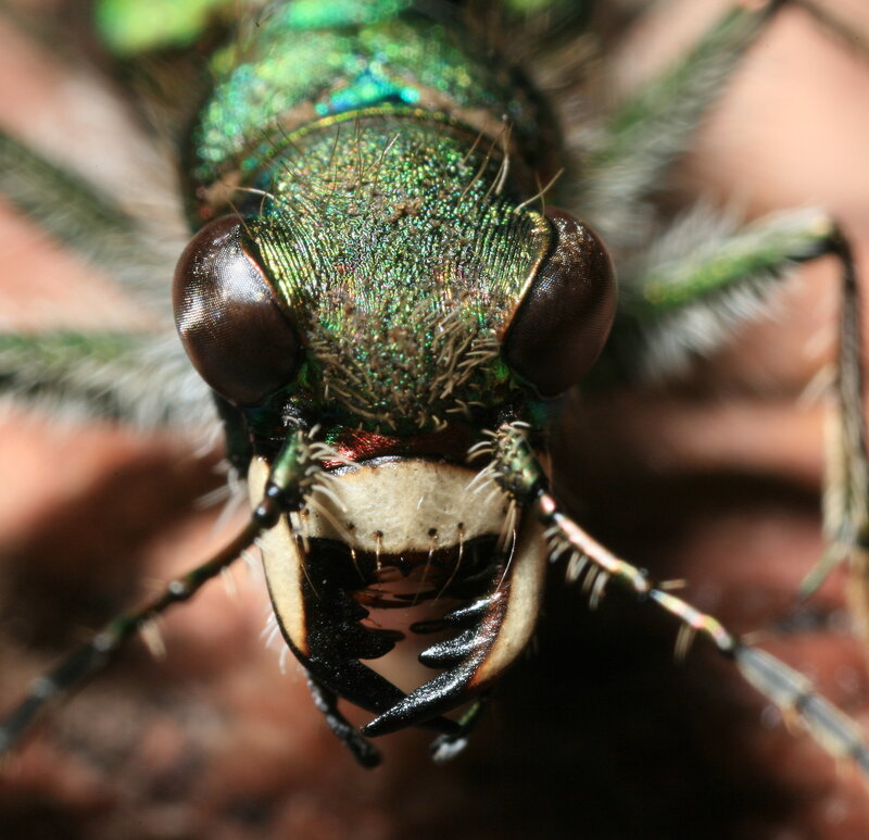 close-up of a green beetle