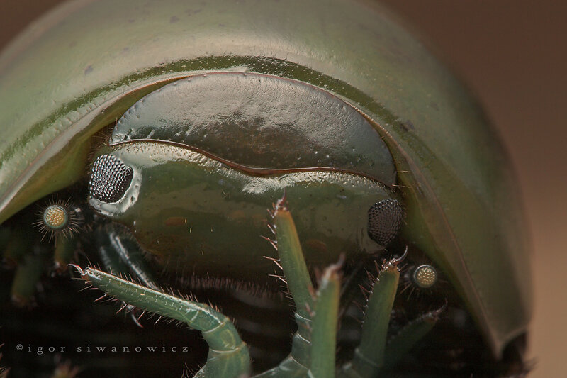 close-up of a green beetle