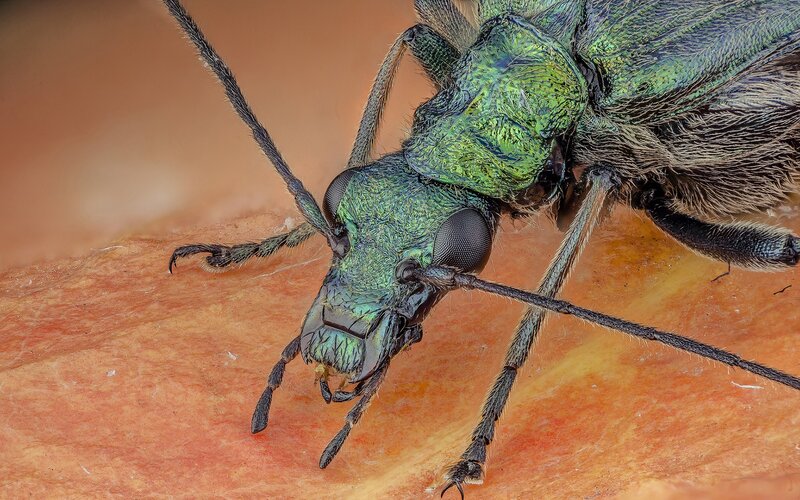 close-up of a green beetle