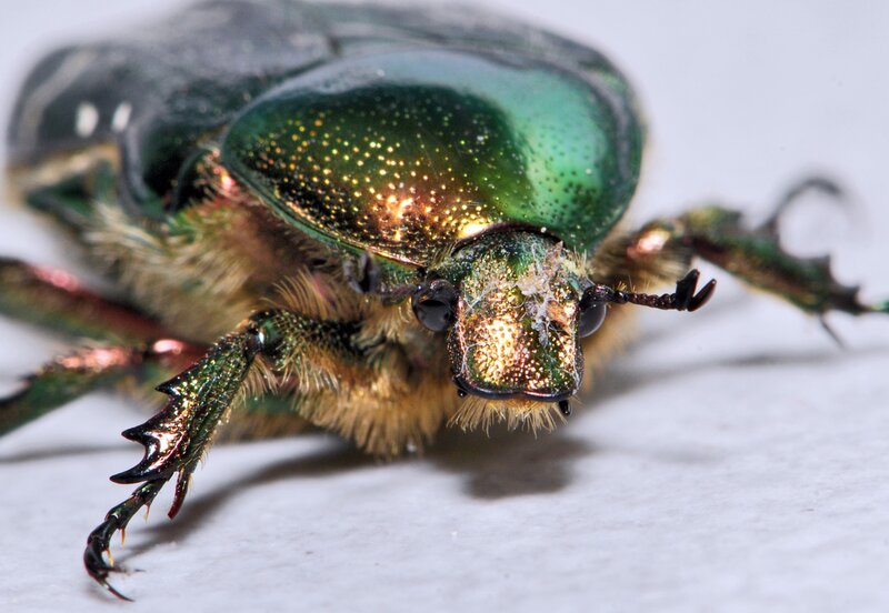close-up of a green beetle