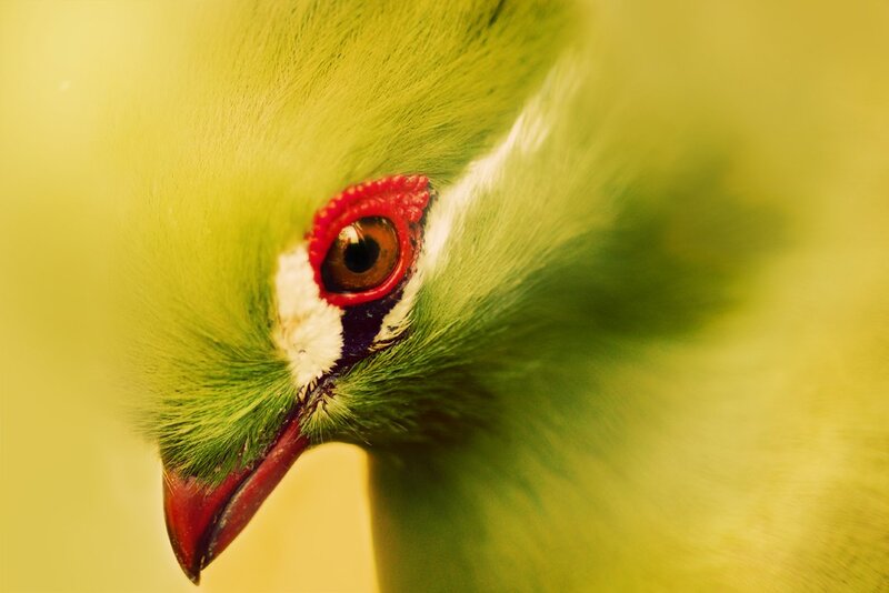 close-up of a green bird