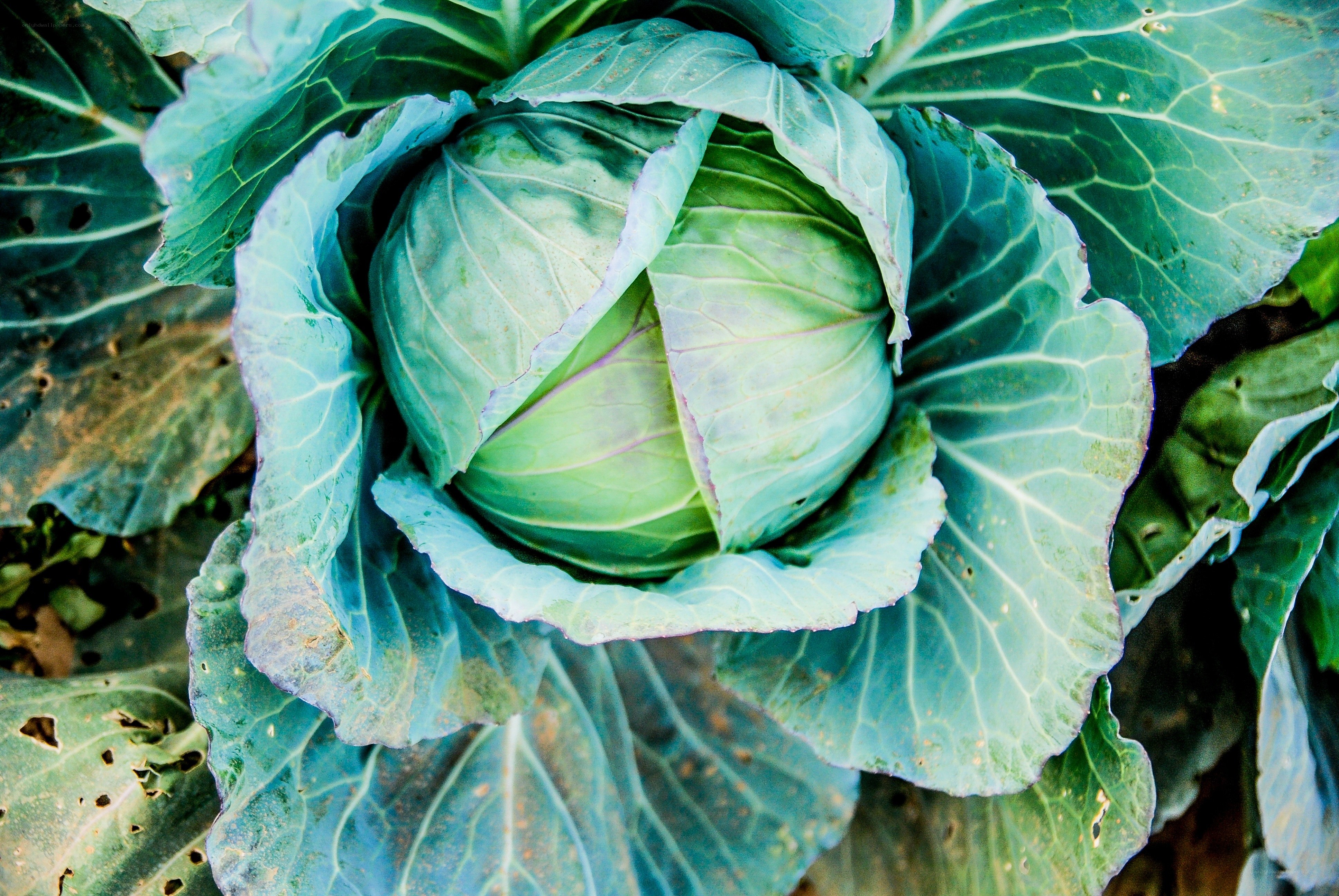 close-up of a green cabbage