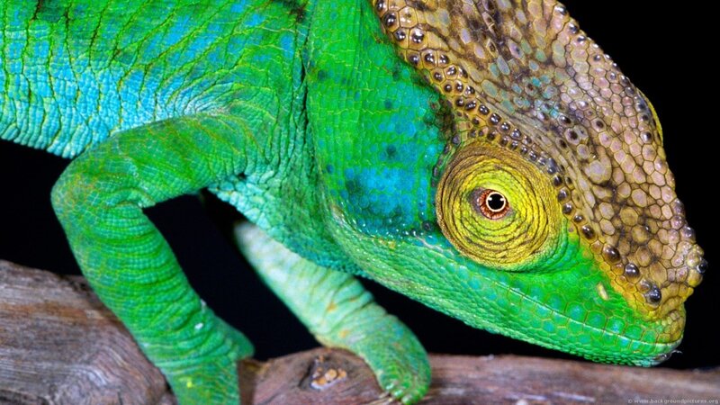 Close-up of a green chameleon