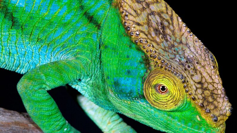 Close-up of a green chameleon