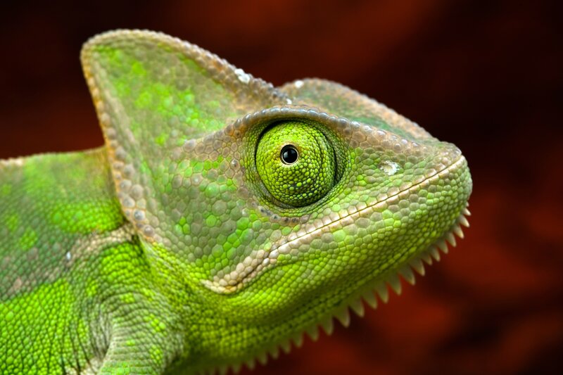 Close-up of a green chameleon