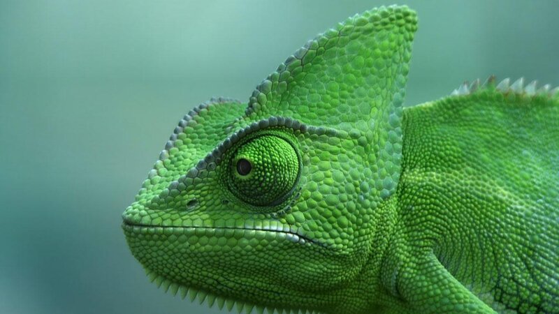Close-up of a green chameleon