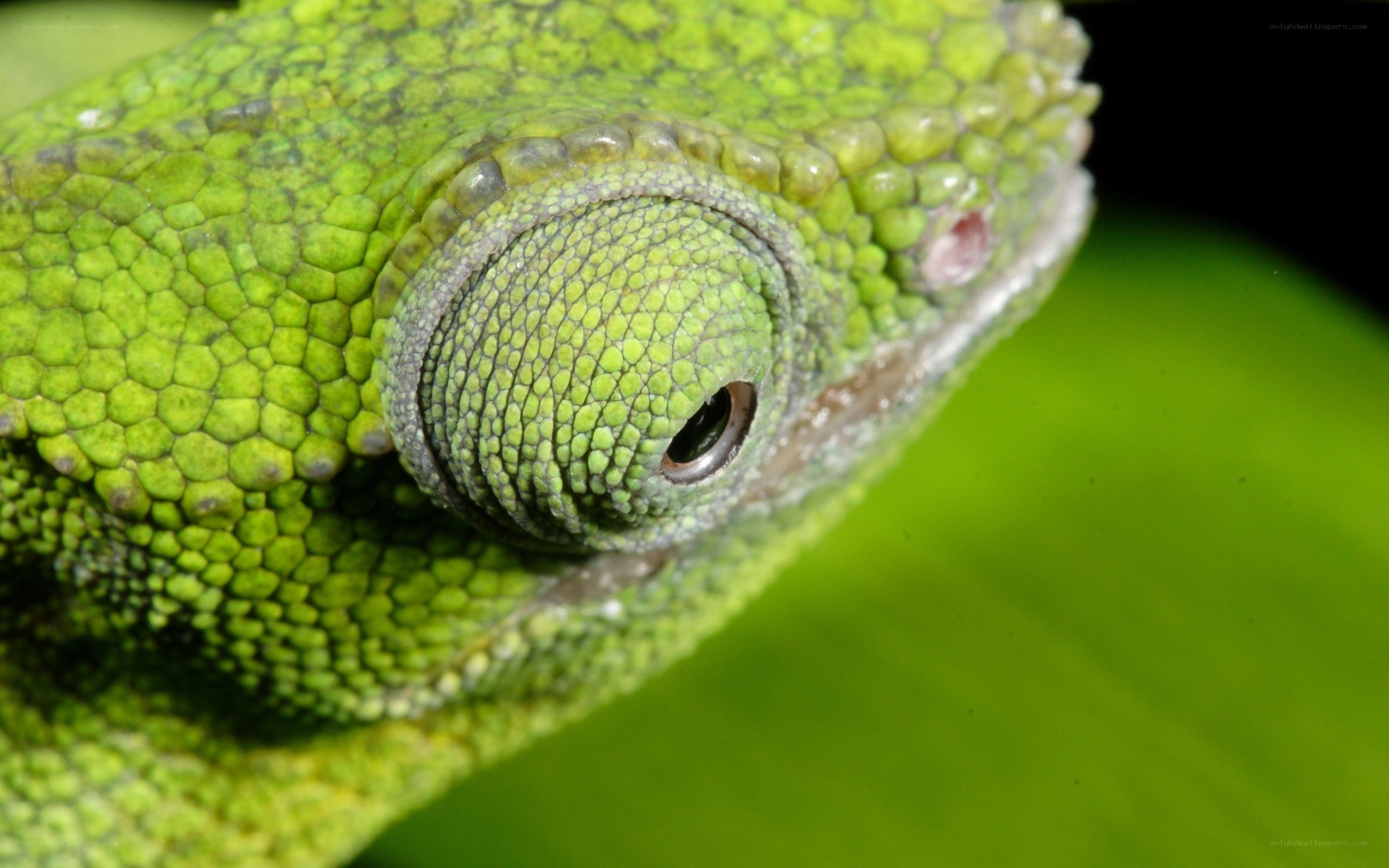 Close-up of a green chameleon
