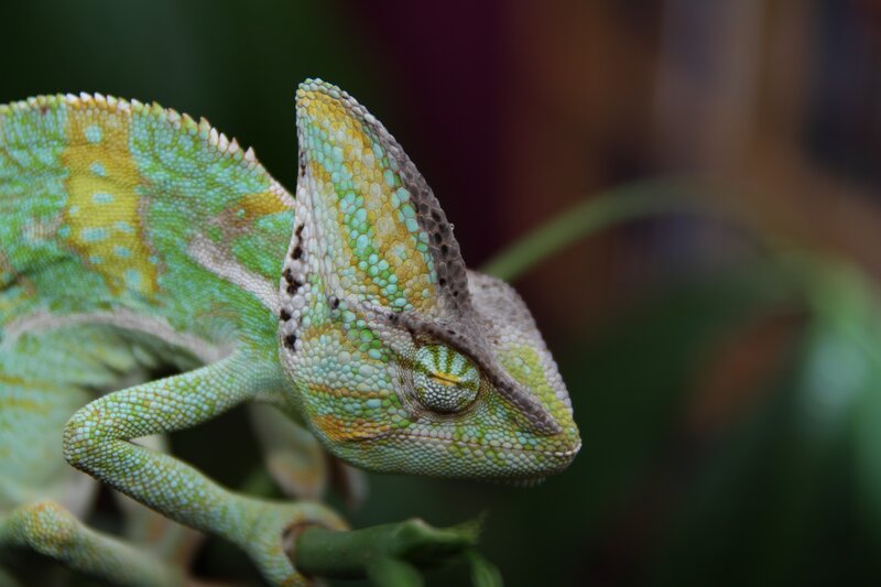 Close-up of a green chameleon