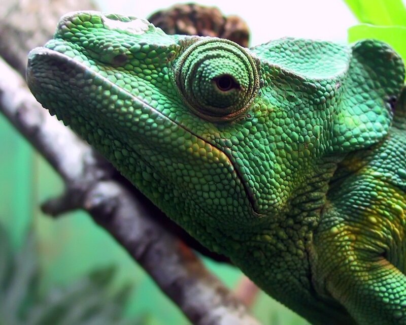 close-up of a green chameleon