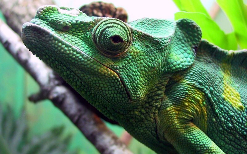 Close-up of a green chameleon