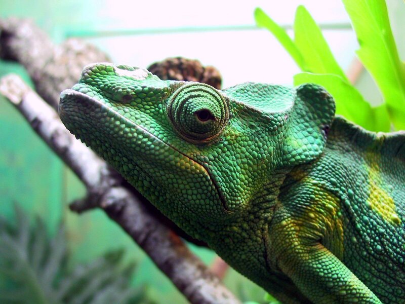 Close-up of a green chameleon