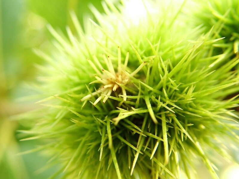 Close-up of a green chestnut bur