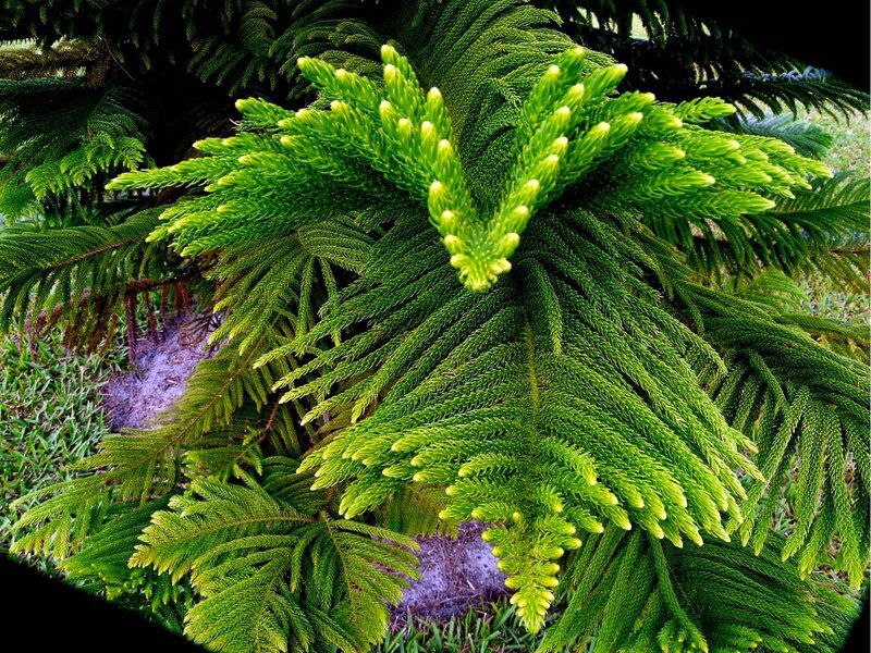 Close-up of a green conifer branch