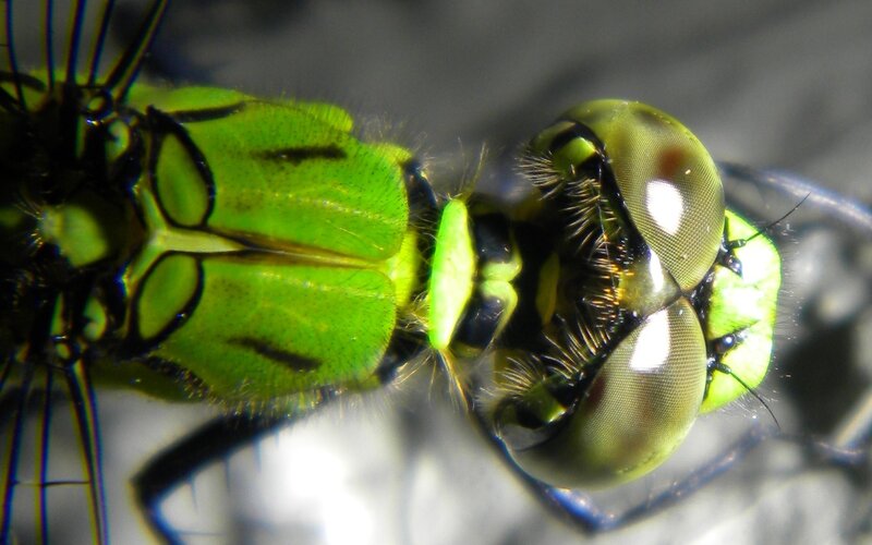 Close-up of a green dragonfly