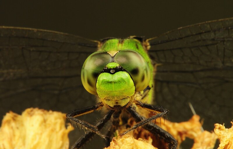Close-up of a green dragonfly