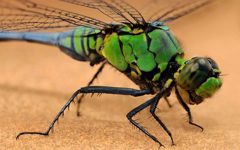 Close-up of a green dragonfly