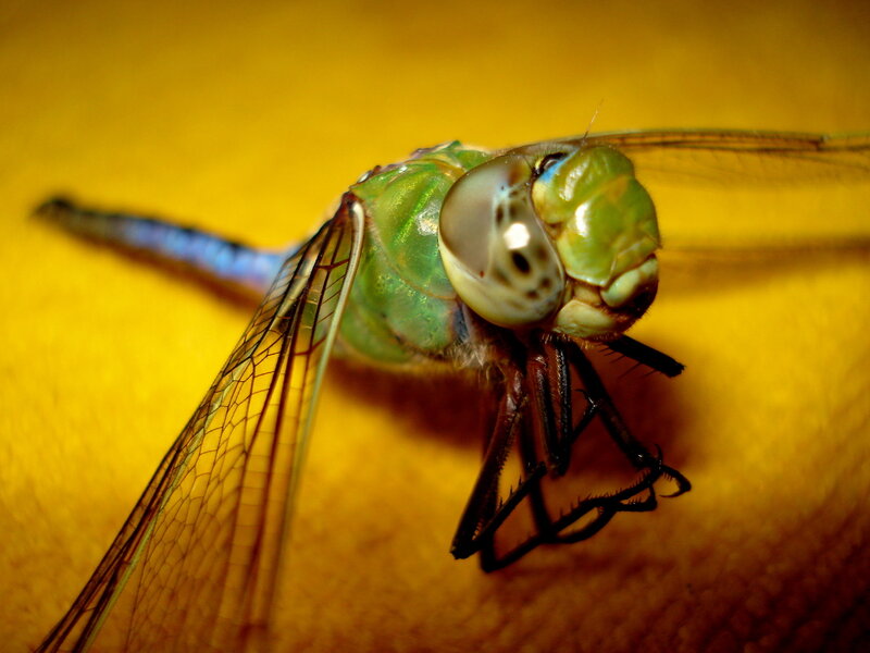 Close-up of a green dragonfly