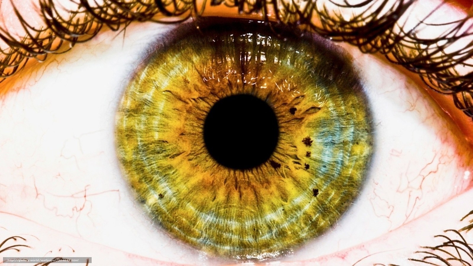 Close-up of a green eye