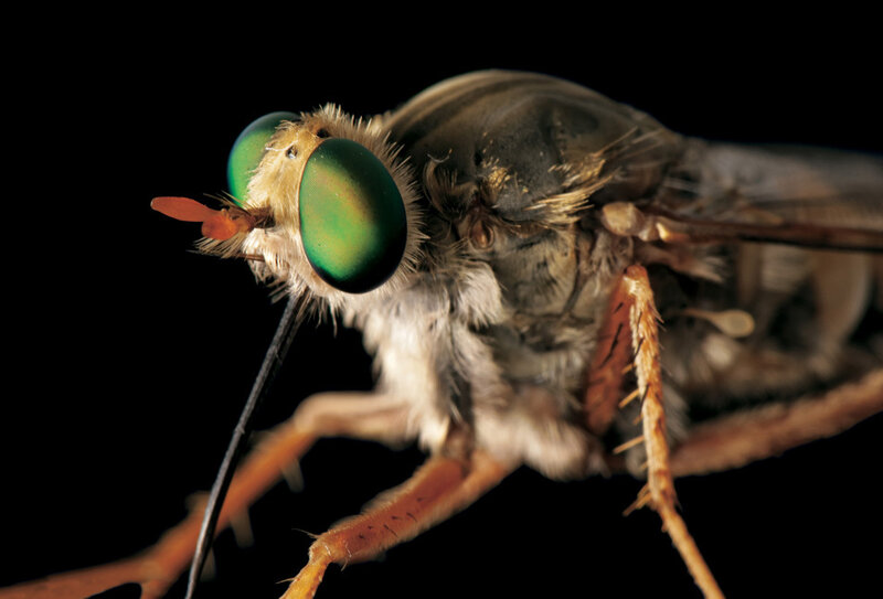 close-up of a green-eyed fly