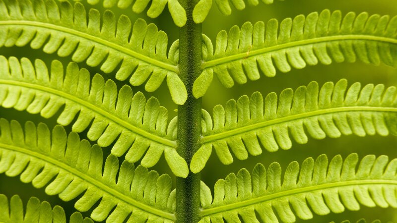 Close-up of a green fern leaf